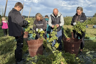 Letošní úroda chmele na Vysočině je zatím nejlepší