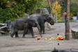 Zájem o krmení zvířat v pražské Zoo dýněmi nebo pochoutkami uvnitř dyní