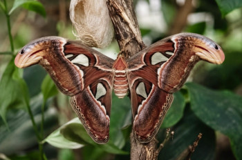 Atlas velký. Motýl, který po vylíhnutí už nejí