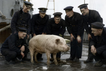 Prase, které přeplavalo k nepříteli a získalo vyznamenání