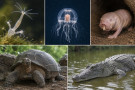Proč některá zvířata stárnou mnohem pomaleji než člověk Proč některá zvířata stárnou mnohem pomaleji než člověk