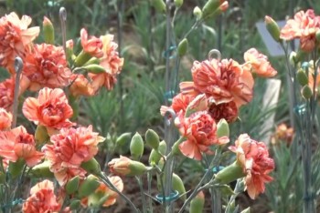 Dnes si připomínáme Mezinárodní den žen